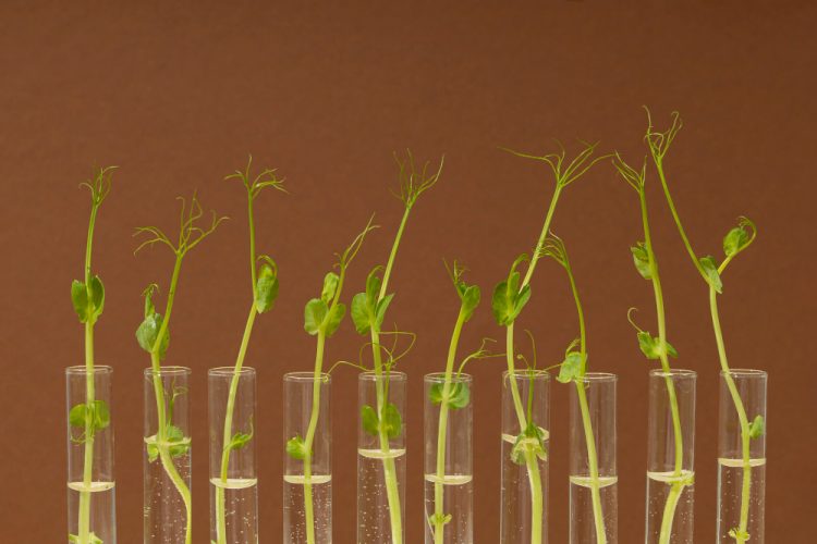 front-view-growing-plants