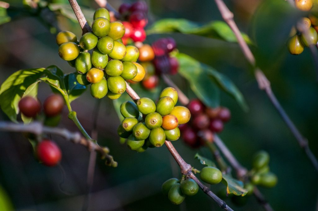 Coffee Beans on a Tree