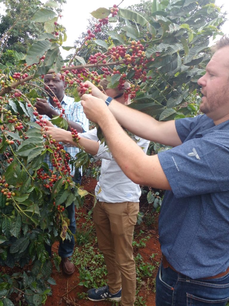 Coffee Plucking