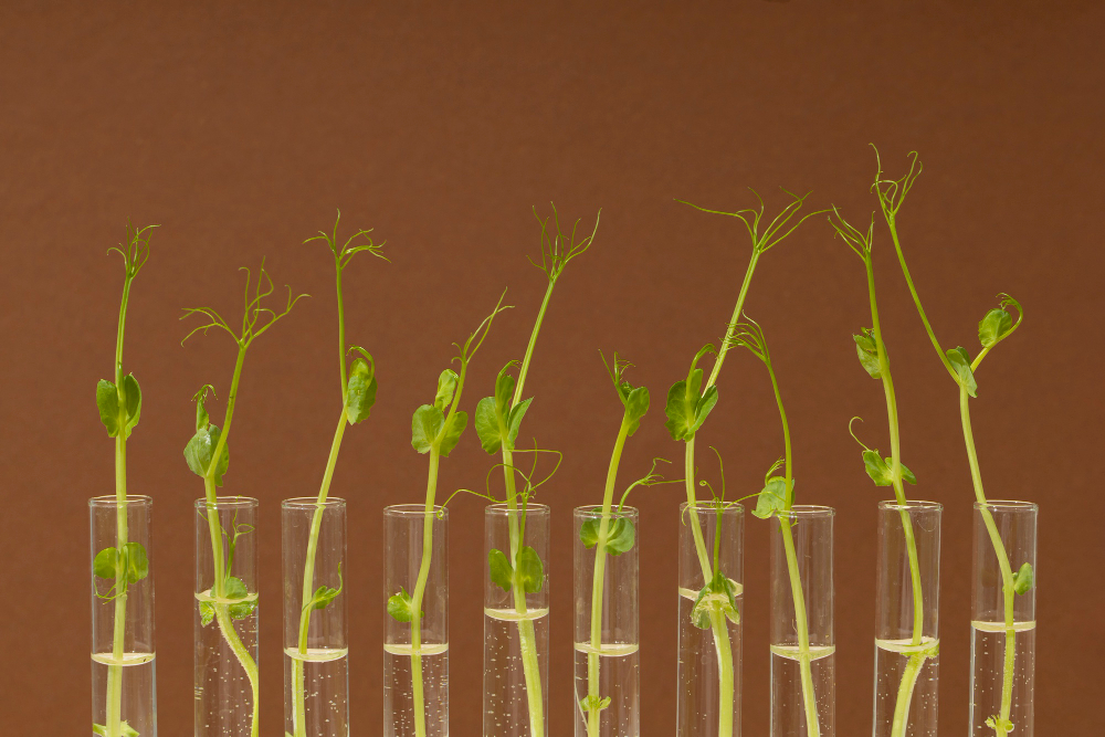 front-view-growing-plants